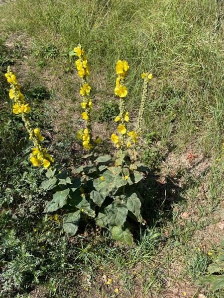 Keizerskaars (Verbascum phlomoides)